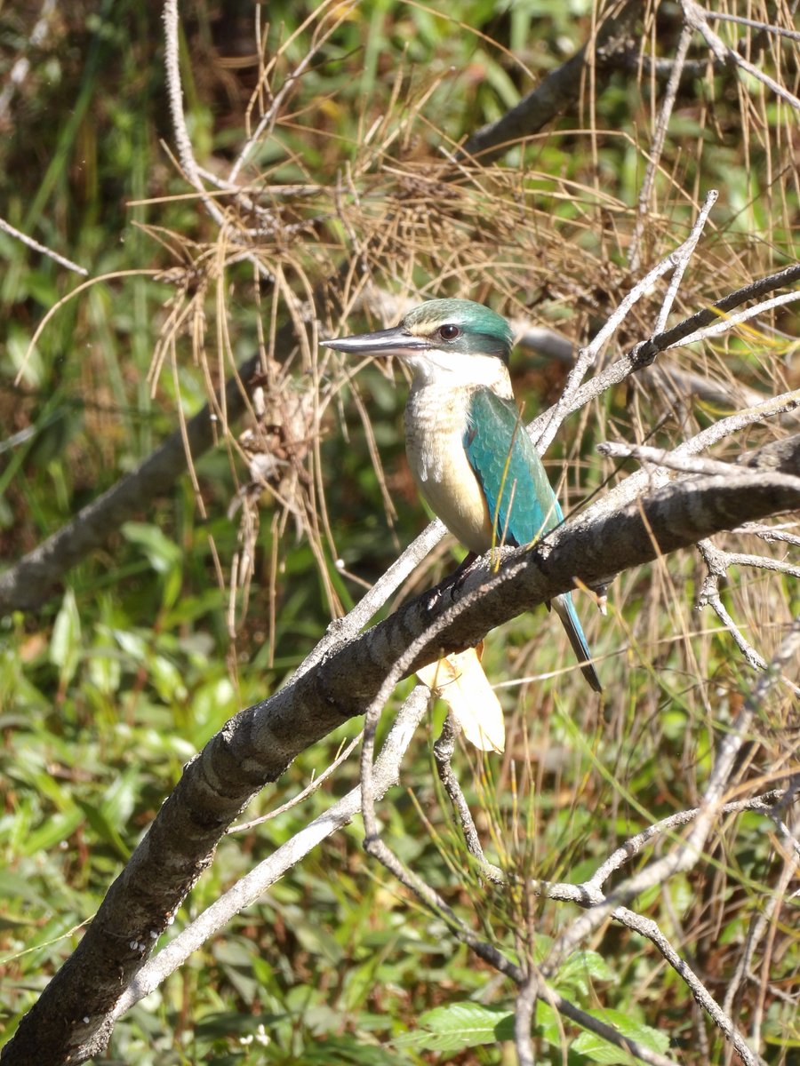 delphindae's tweet photo. The highlight of Lake Eden last week was easily this Sacred Kingfisher. What a beautiful Bird, and incredibly showy too. https://t.co/F0hzg5fYKl