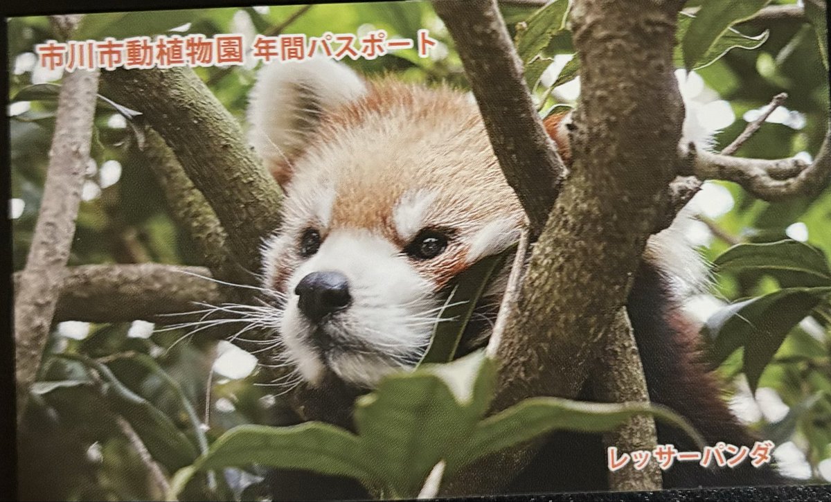 Wasinyolo's tweet photo. 念願のあの動植物園へ❗️市川大野から歩いたけど、意外とすぐ行けたにょろよ〜ただ民家の中を通って行くのでちょい申し訳にゃい感じ😅勢いで年パス購入〜わ〜いレッサ〜🥳しかし今日もかなり暑かったので💦次は涼しくなってからになっちゃうかもにゃ😵‍💫 https://t.co/6bIbZTIne5