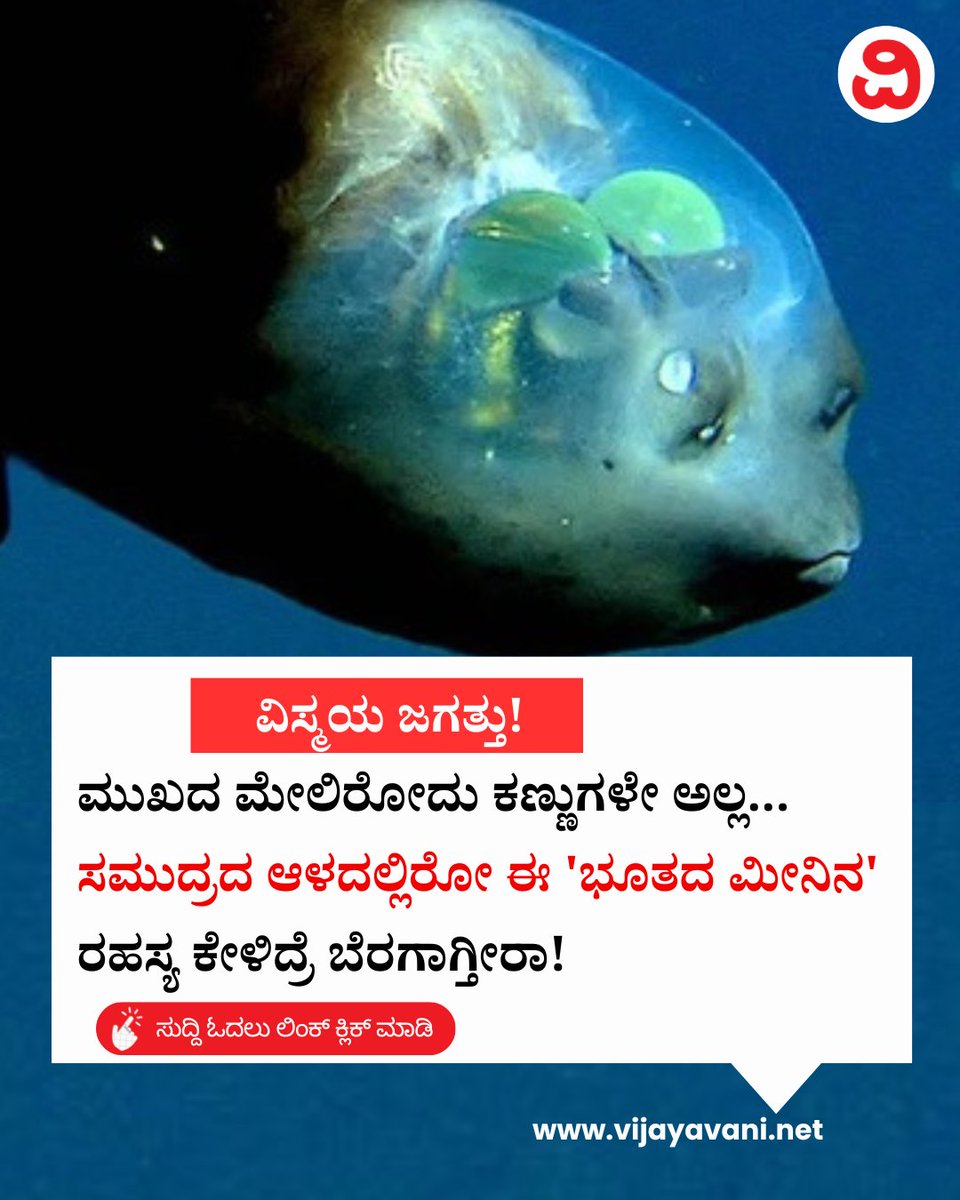 Vijayavani_Digi's tweet photo. ಮುಖದ ಮೇಲಿರೋದು ಕಣ್ಣುಗಳೇ ಅಲ್ಲ... ಸಮು��್ರದ ಆಳದಲ್ಲಿರೋ ಈ 'ಭೂತದ ಮೀನಿನ' ರಹಸ್ಯ ಕೇಳಿದ್ರೆ ಬೆರಗಾಗ್ತೀರಾ! Unknown Facts
#GreenEyes #Fish #DeepDea #UnknownFacts #BarrelEyeFish #SpookFish #KannadaNews #VijayavaniNews
https://t.co/347Zvk7cvr https://t.co/54JwabWpQj