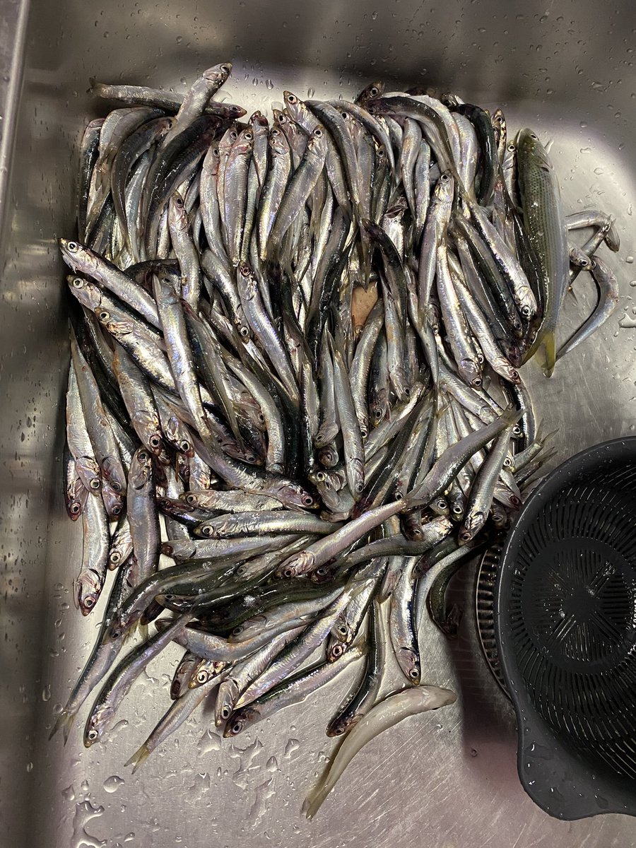 kochan10102's tweet photo. 今日はカタクチイワシを沢山サビキで釣りました😊
捌くのが大変😅 https://t.co/HFEE5xAuvE