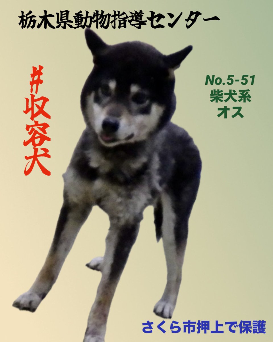 栃木 犬の #里親募集 ○掲載期限：6月11日 No.5-51 柴犬系 成犬