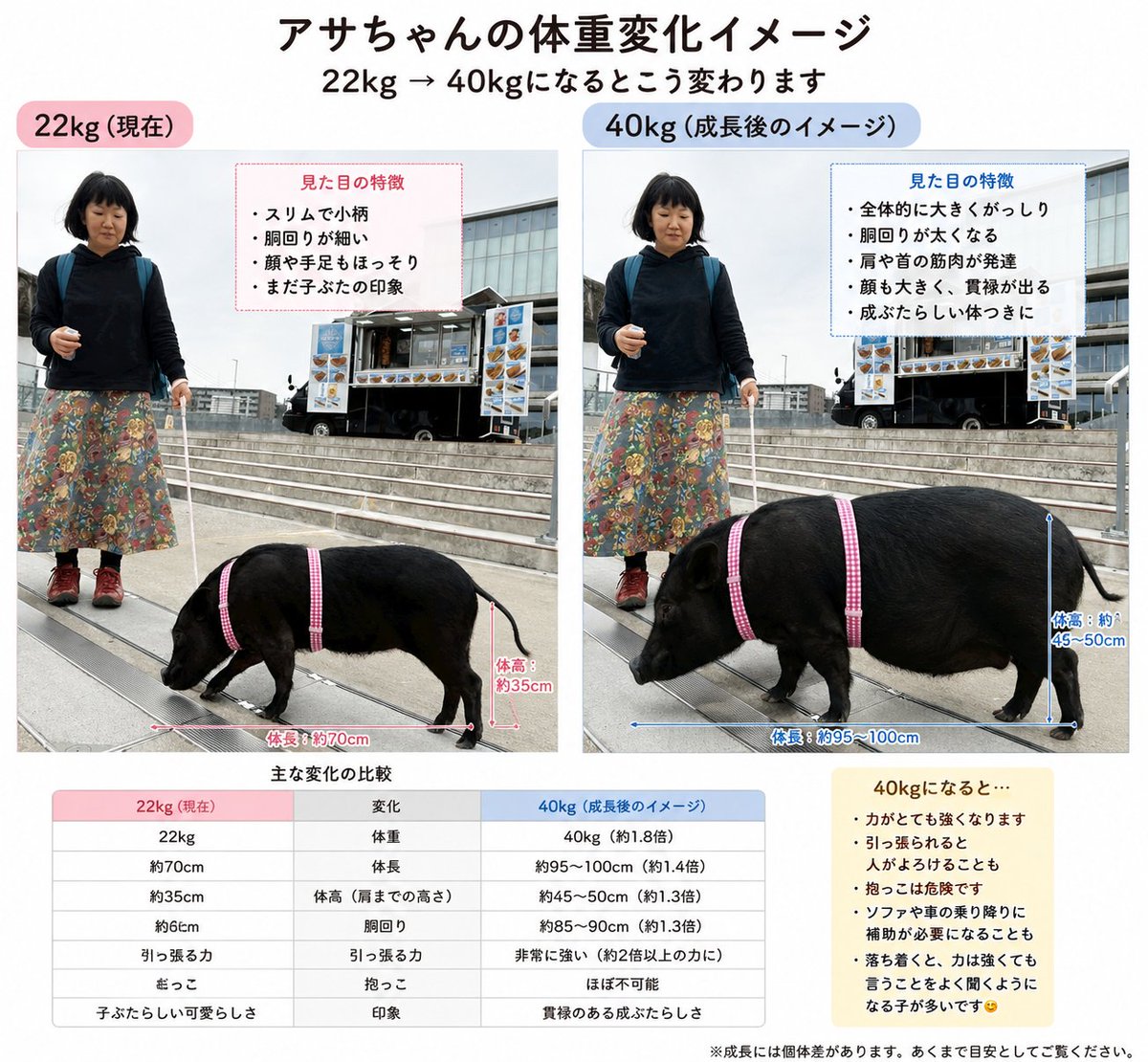 ekakibunchou's tweet photo. 現在22kgのアサが、40kgになったらどんな雰囲気になるのかな〜と思ってChatGPTに聞いてみたら、 こんな画像を作ってくれました😂
今でもパワー凄いけど 貫禄あるな〜(笑)
#マイクロブタ
#マイクロブタのアサ
#micropig https://t.co/5NR3piL4gq