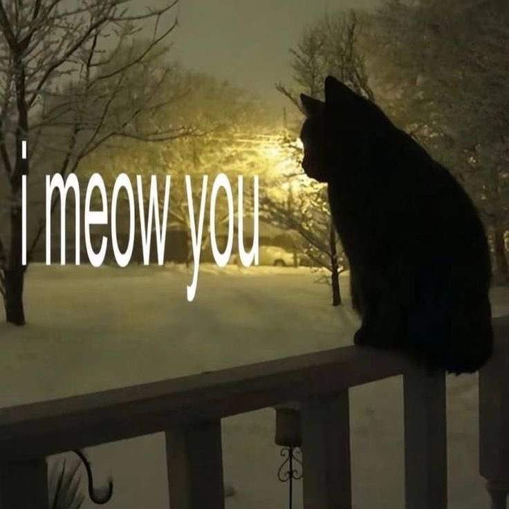 7i__g's tweet photo. Do you meow me ? https://t.co/Pi3CwscCTH