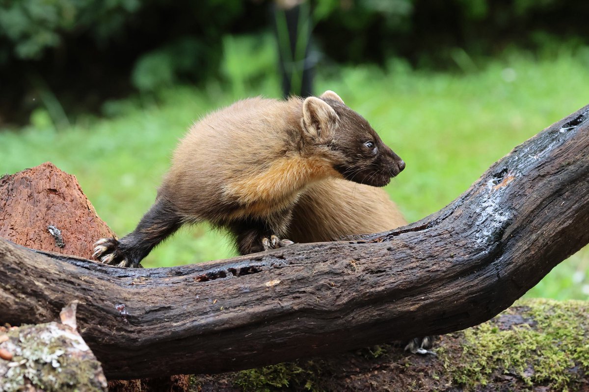 SteveHubbardNew's tweet photo. Pine Martens, regular visitors to our accommodation “The Chalet,” Hillside, Salen, Ardnamurchan. @teesbirds1 @nybirdnews https://t.co/5GyFBZMNO3