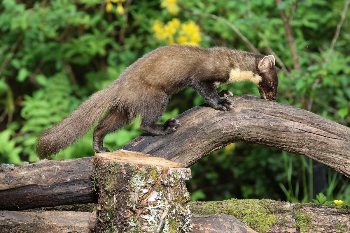 SteveHubbardNew's tweet photo. Pine Martens, regular visitors to our accommodation “The Chalet,” Hillside, Salen, Ardnamurchan. @teesbirds1 @nybirdnews https://t.co/5GyFBZMNO3