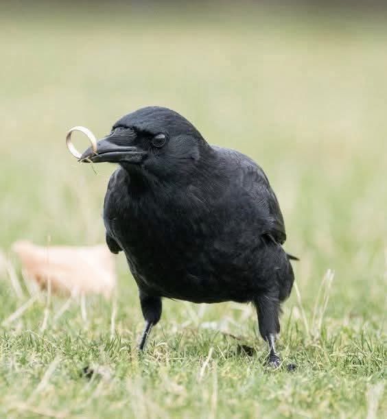 Raven tweet media