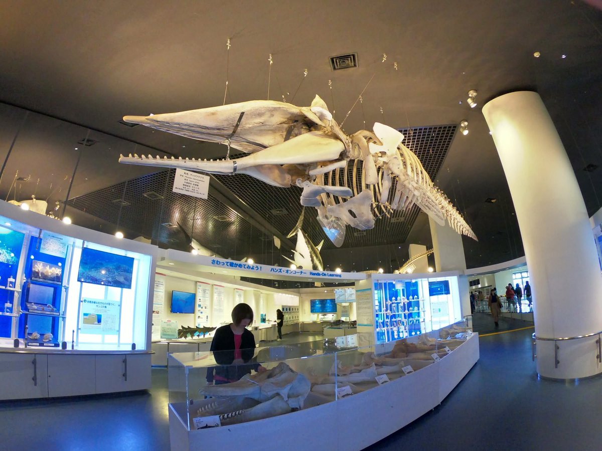 KaKhaoWriting's tweet photo. Okinawa Churaumi Aquarium ละมั้ง… อันที่จริง อะควาเรียมในฝันคืออยากไป Monteray Bey Aquarium แต่… น่าจะไม่มีตังค์แล้ว 😂

น่าจะชอบความกว้างอันหาได้ยากในญี่ปุ่น (555) แม้ส่วนของวาฬ พี่แกจะศึกษาละเอียดจนบอกได้ว่า ฟันวาฬแต่ละซี่เรียกอะไร (แกล่าเยอะจนรู้ลึกขนาดนั้นเนอะ) https://t.co/B3SZ81G4lk
