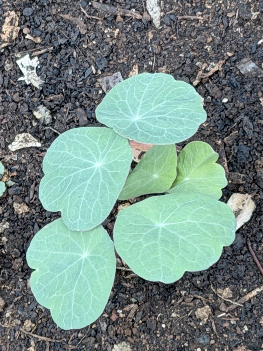 Chdemiel's tweet photo. 蒔いた種まるい葉っぱのナスタチウムの🌱 2週間後です🌱🌼育つといいな〜 #キリトリセカイ #園芸 https://t.co/hq7Yup0pn8