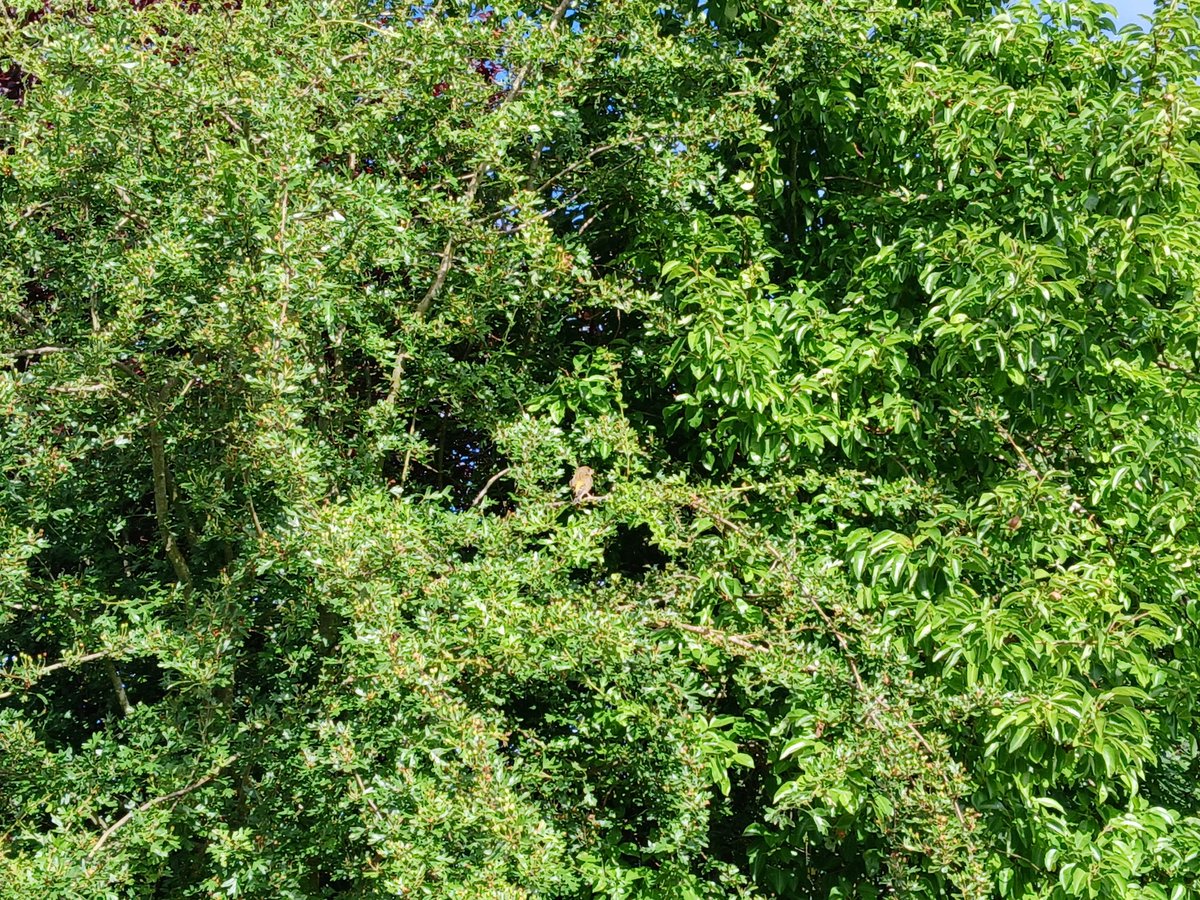 frolickingbunny's tweet photo. hey little birdy in my tree https://t.co/HmZbxklYUV