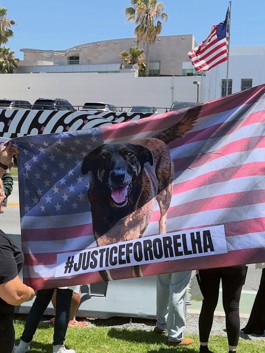 Justice For Orelha tweet media