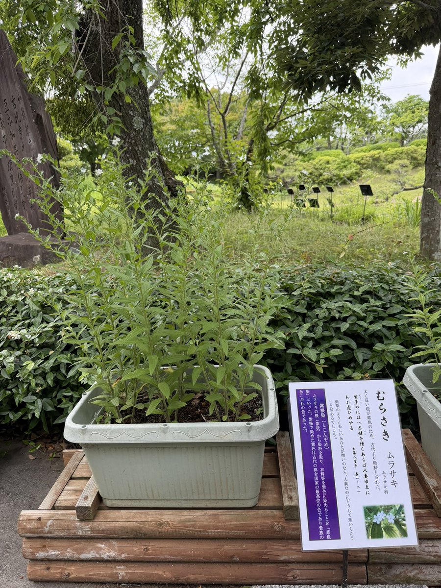 hidarikata's tweet photo. 紅花に比べて紫草の花のなんと地味なことか。
「むらさきのひともとゆゑに武蔵野の花はみながらあはれとぞ見る」
『源氏物語』の紫の上はもっと華やかなイメージなんだけど。 https://t.co/sfUpAheigA
