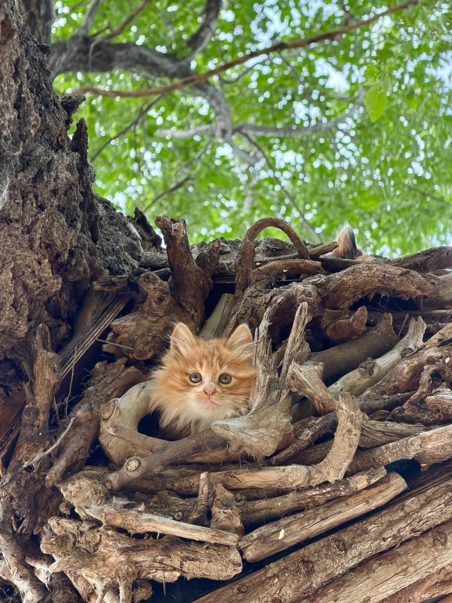 JeanDeng11's tweet photo. 发现一只可爱的小奶猫🐱 https://t.co/cn7Iy7r2Gp