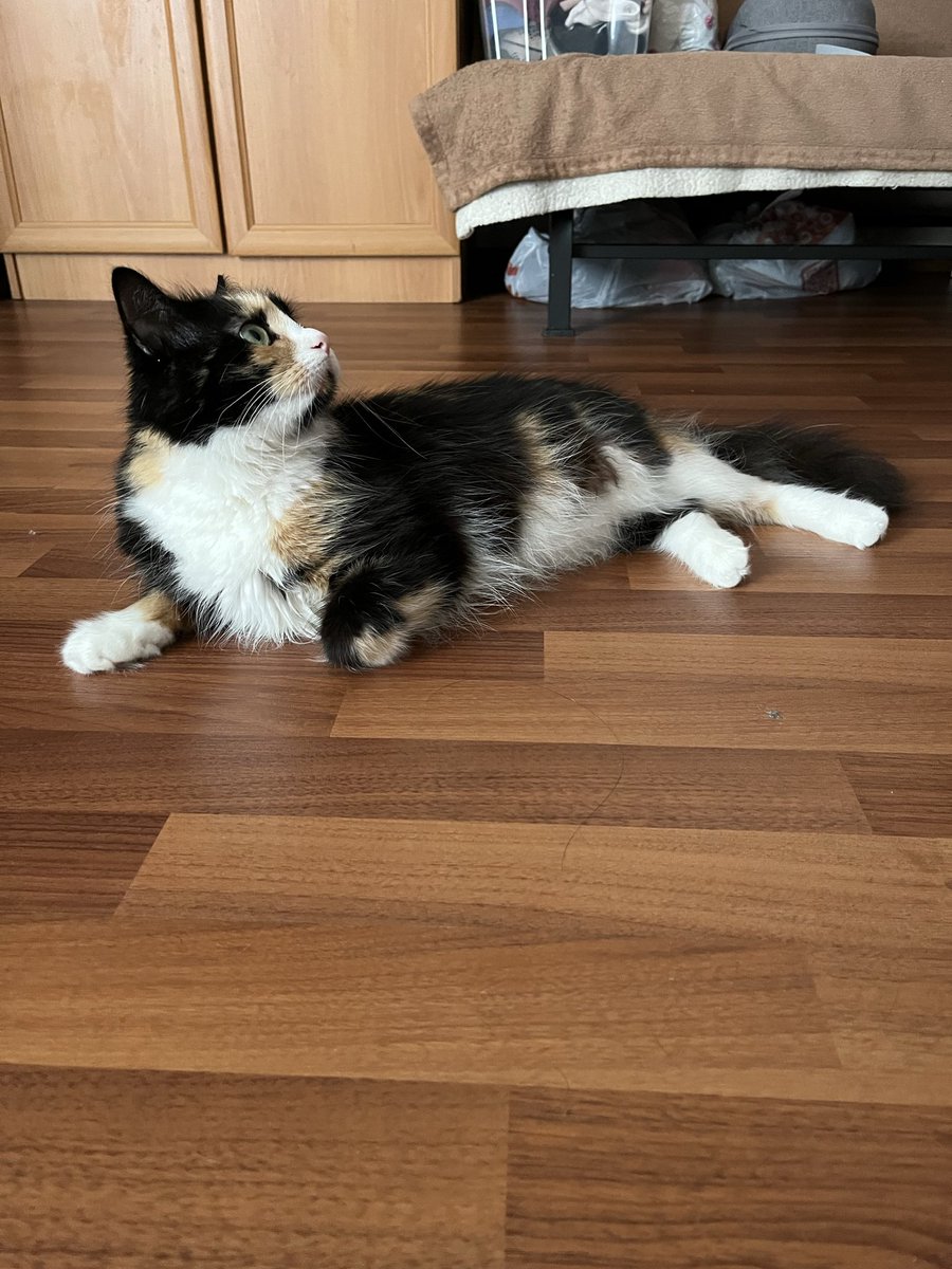 tolstomyaska's tweet photo. Mom and Dad, the birds have arrived again. I'm on guard. 😼#tolstomyaska #CatsOfX #CatsOnX Have a good day my friends 😻🌸 https://t.co/8IDtDYyEZr