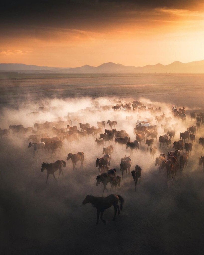 earthcurated's tweet photo. A cloud of dust.

The sound of hooves.

And for a moment, it feels like you've stepped back in time.

These wild horses roam the high plains near Kayseri, Turkey, moving across the landscape much as their ancestors did centuries ago.

Untamed, powerful, and impossible to ignore, they are a reminder that some parts of the world still belong more to nature than to us.

The most striking thing about this scene isn't the horses.

It's the freedom.

📍 Kayseri, Turkey 📸 Photography by Cuma Cevik