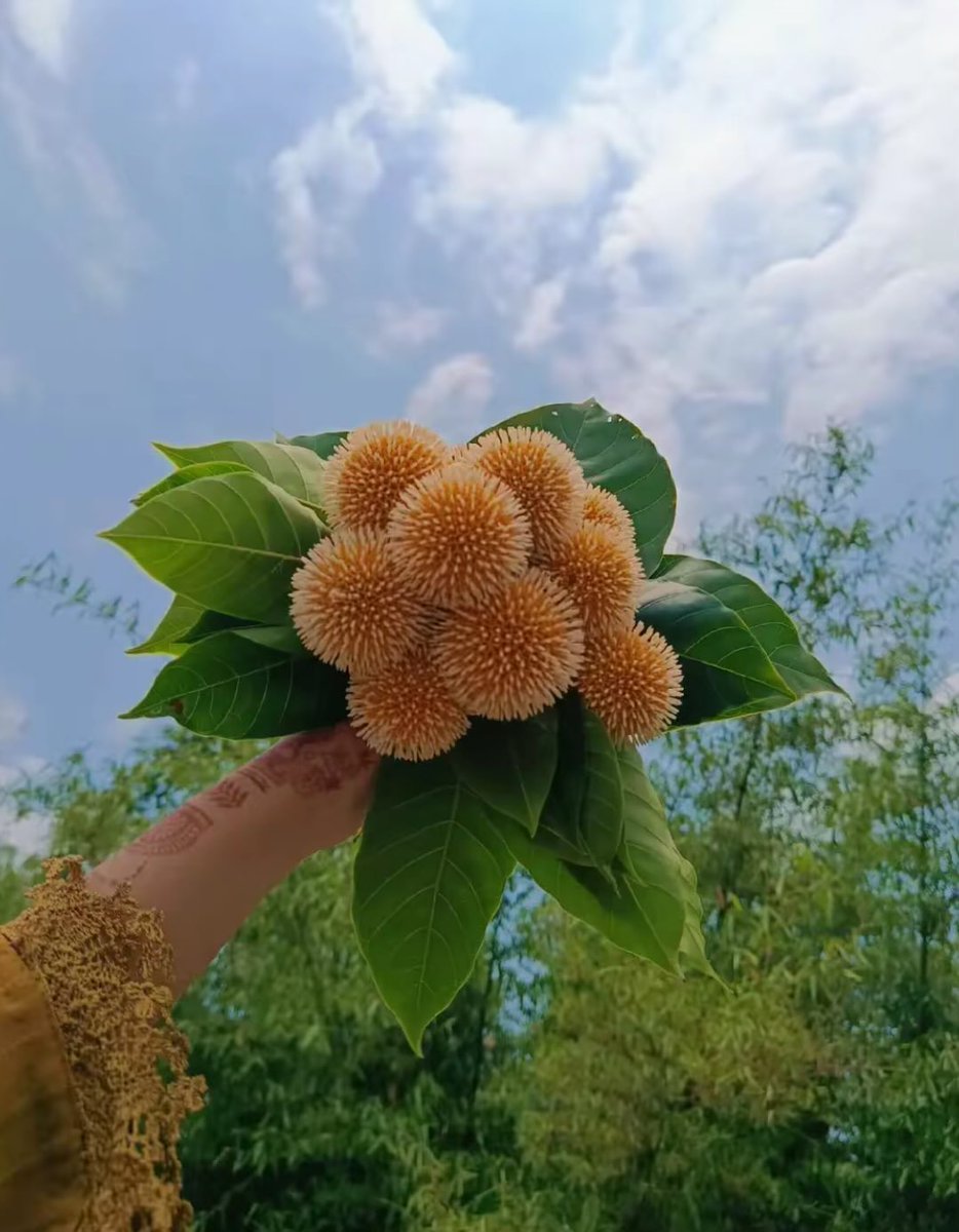 0xmon_web3's tweet photo. πΈ Guess the Flower! πΈ
Can you identify this beautiful flower? π€πΊ
Drop your guess in the comments below! π
Letβs see who gets it right first! π
#GuessTheFlower #FlowerLovers #NaturePhotography #FlowerChallenge https://t.co/Nr99ELqwxz