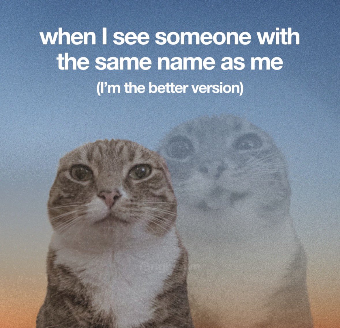 LiterallyMeCats tweet media