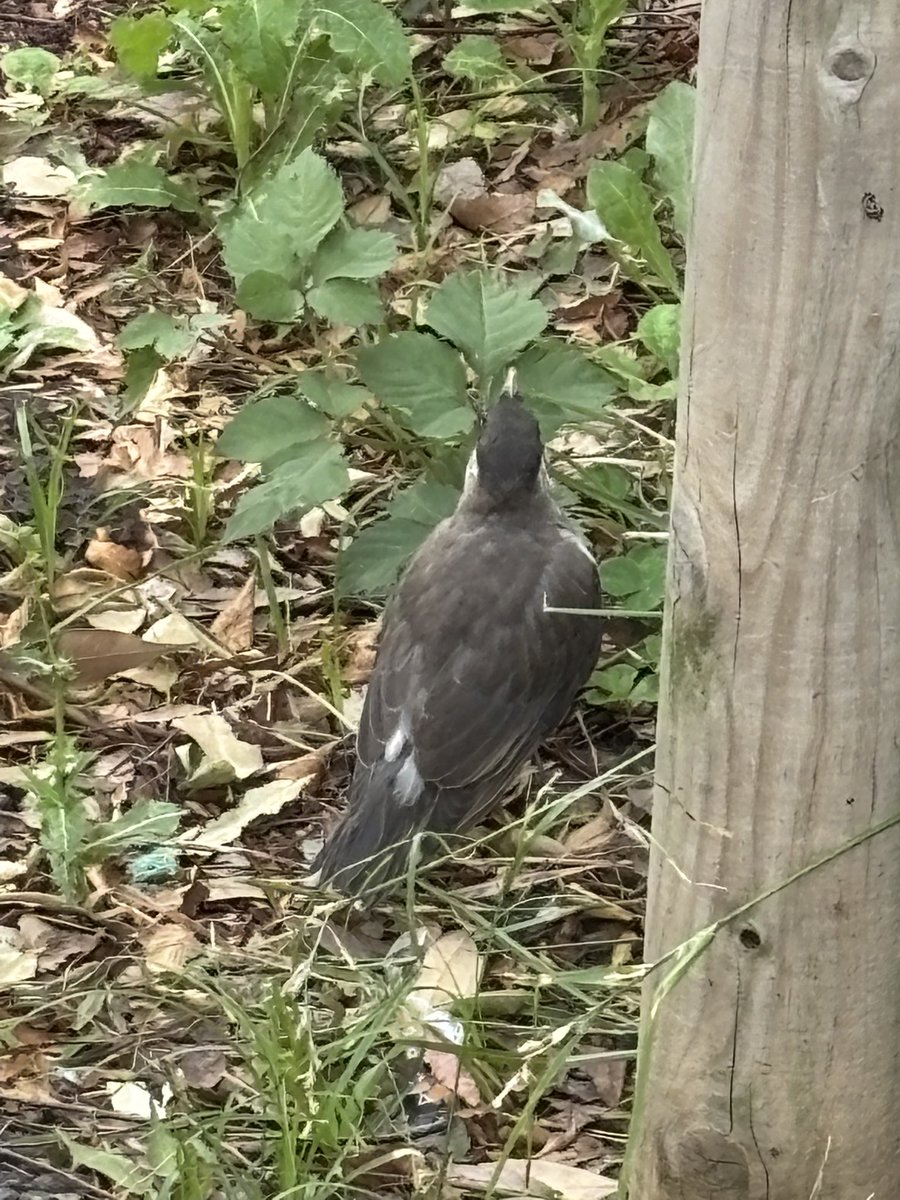 Mejilo0896's tweet photo. 本日の鳥果。
子育て中のムクドリとドバト。
多くの鳥が子育てシーズンなので、あちらこちらで可愛いヒナの姿が見られる。 https://t.co/4quEH1FHwY