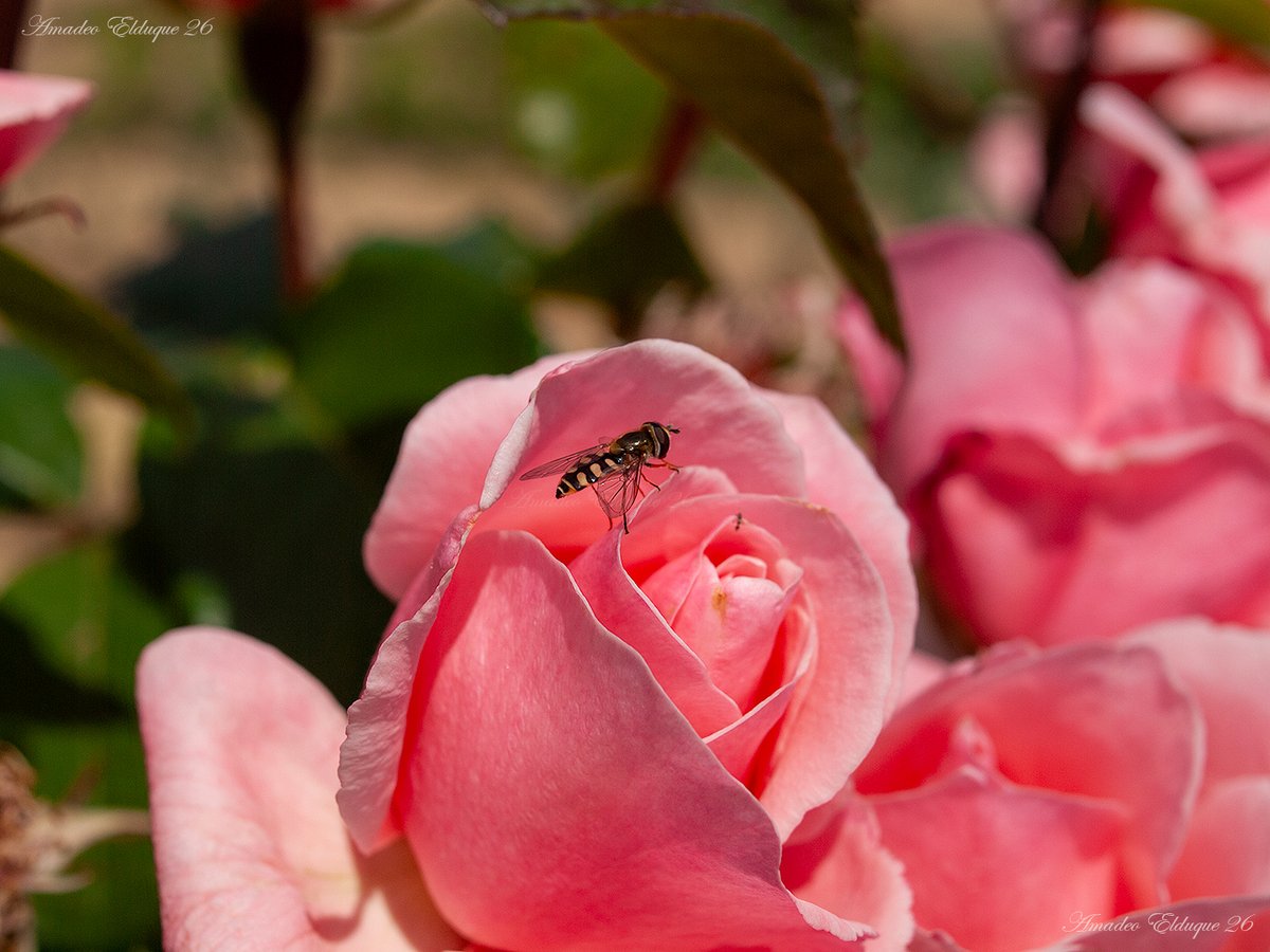 aelduque's tweet photo. Disfrutando de los jardines ajenos 😊.
#Sírfido, familia #Syrphidae, subfamilia #Syrphinae, género #Scaeva... Se diferencian en detalles mínimos, que no soy capaz de distinguir y que no se aprecian en las imágenes.
https://t.co/1IAsKXQEh0
📷2026-05-19 https://t.co/JVx2EDReKu
