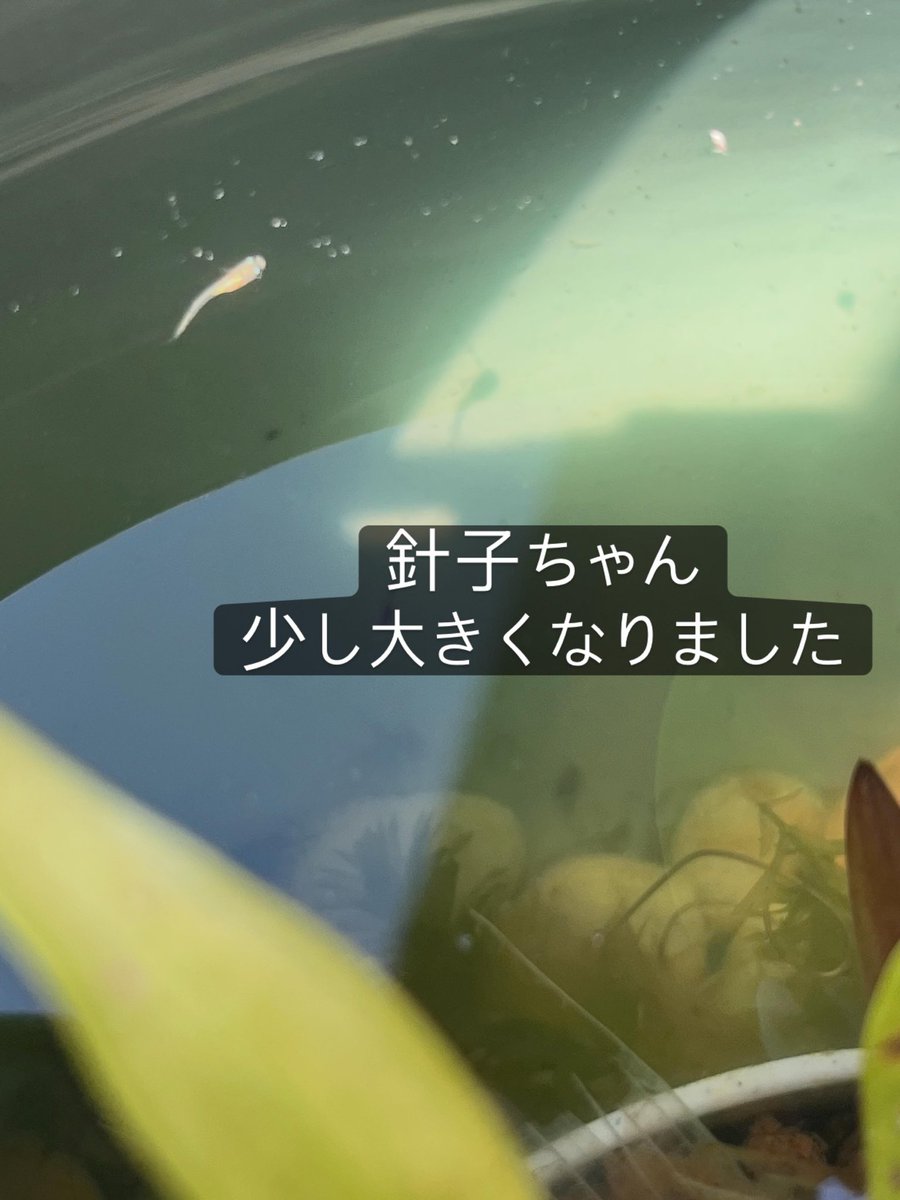 muuminmax2's tweet photo. 5月最後の日〜暑いです
めだかの針子が増えてます
トロ舟ビオトープのアオミドロを掃除して、半分水換えしました
今年購入のオロチがいっぱい卵を産んでます
増えるといいなぁ
今年もカナチョロさんがこんにちは♪
#なんちゃってビオトープ
#めだか
#メダカ
#めだかわいい
#カナヘビ https://t.co/rPIEopRnm1
