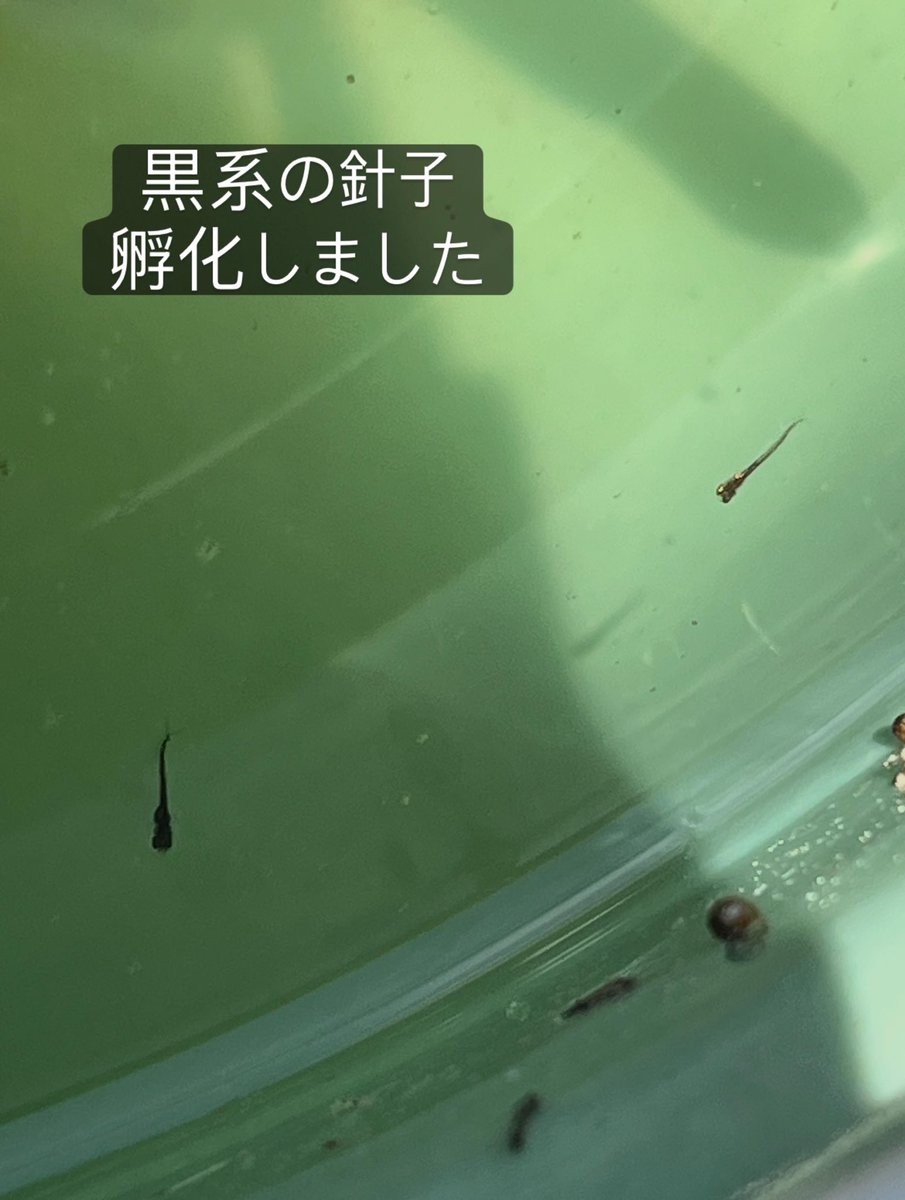 muuminmax2's tweet photo. 5月最後の日〜暑いです
めだかの針子が増えてます
トロ舟ビオトープのアオミドロを掃除して、半分水換えしました
今年購入のオロチがいっぱい卵を産んでます
増えるといいなぁ
今年もカナチョロさんがこんにちは♪
#なんちゃってビオトープ
#めだか
#メダカ
#めだかわいい
#カナヘビ https://t.co/rPIEopRnm1