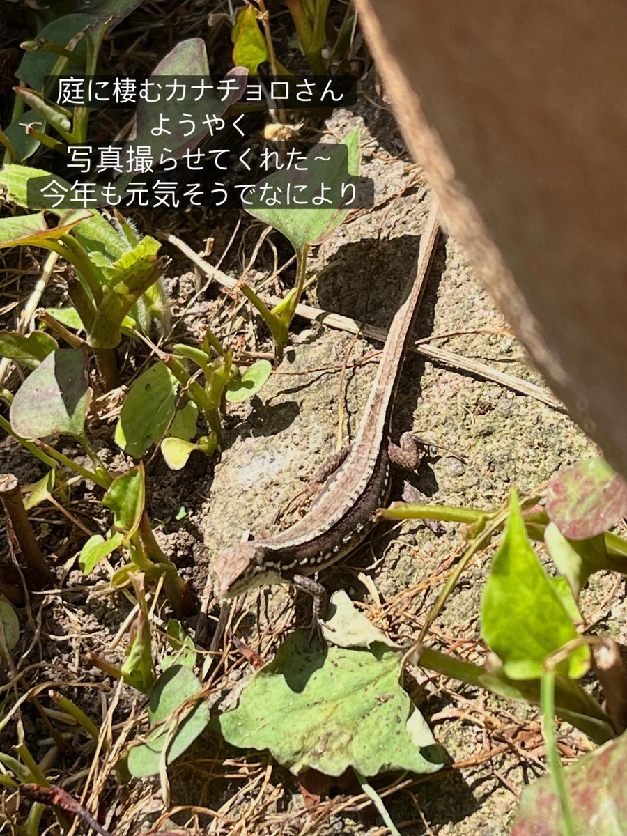 muuminmax2's tweet photo. 5月最後の日〜暑いです
めだかの針子が増えてます
トロ舟ビオトープのアオミドロを掃除して、半分水換えしました
今年購入のオロチがいっぱい卵を産んでます
増えるといいなぁ
今年もカナチョロさんがこんにちは♪
#なんちゃってビオトープ
#めだか
#メダカ
#めだかわいい
#カナヘビ https://t.co/rPIEopRnm1