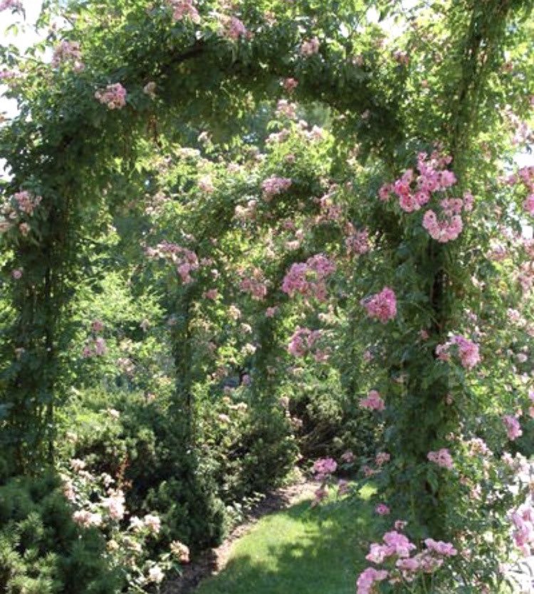 bloomele_'s tweet photo. to be surrounded with flowers always https://t.co/7Vg4ziLBEA