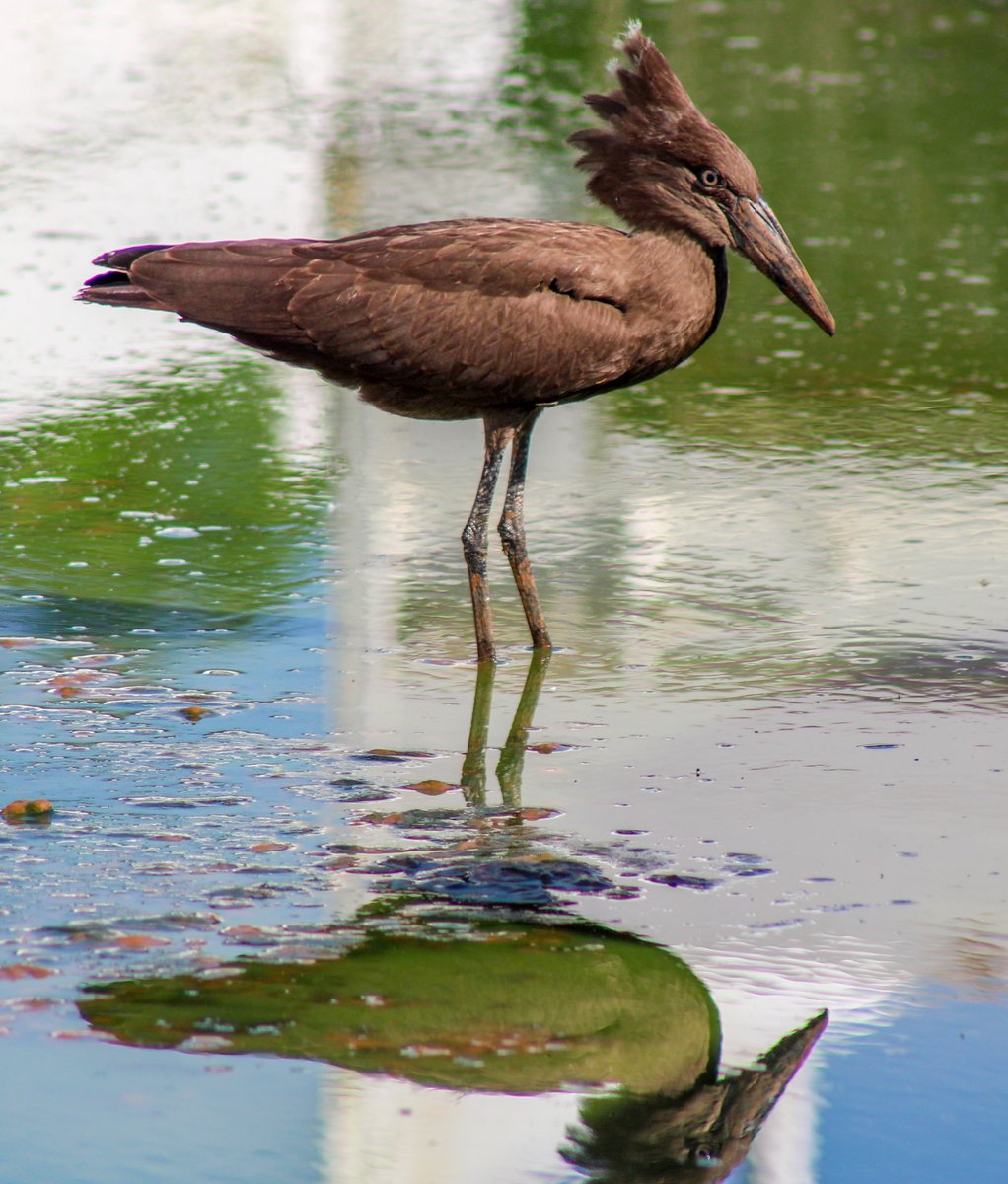 Davidwillashley's tweet photo. A Hamerkop (+ its reflection) this morning in Juba. My #SouthSudan 🇸🇸 Bird of the Week. #BirdsSeenIn2026 #SSOX https://t.co/5WarpZ4AoN