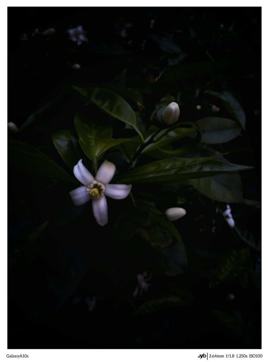 22jvd22's tweet photo. #mobilephotography
#Photography
#Photo
#Snapseed
#Inshot
#Flower
#Raw https://t.co/WOk4njuaX3