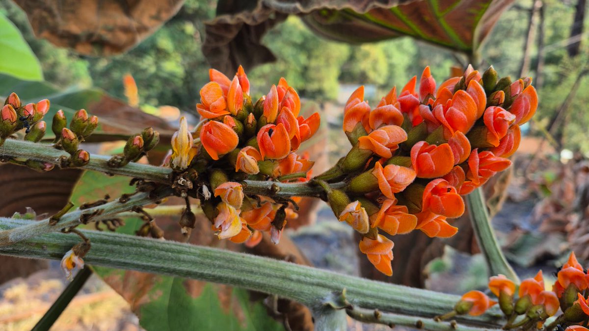ukfrihaldwani's tweet photo. 🌺🌿 Patwa (Meizotropis pellita), a Critically #Endangered #shrub, is found only in Patwadangar near #Nainital , #Uttarakhand .
Surviving in a habitat of less than 10 km², with its brilliant red blooms and velvety foliage, symbolizes the unique #biodiversity of the #Kumaon 🏔️ 🍀 https://t.co/k2qo0A6sY7