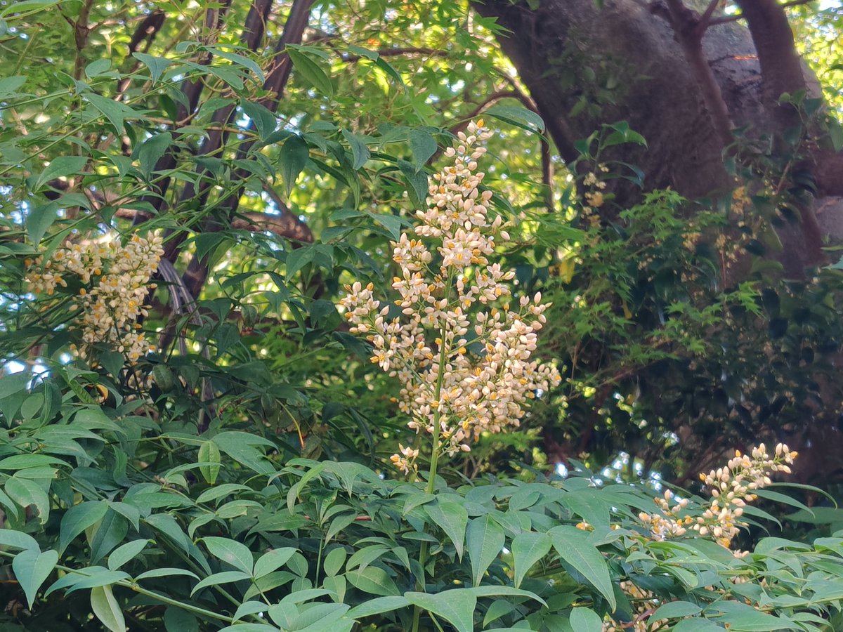 sumi's tweet photo. なんか、白い花が咲いてるけど、なんだろう？ と気になってたんだけど、南天の花らしい。

そういえば、この木、冬は赤い実がついてたっけ 😲 https://t.co/j5VgzXOboQ