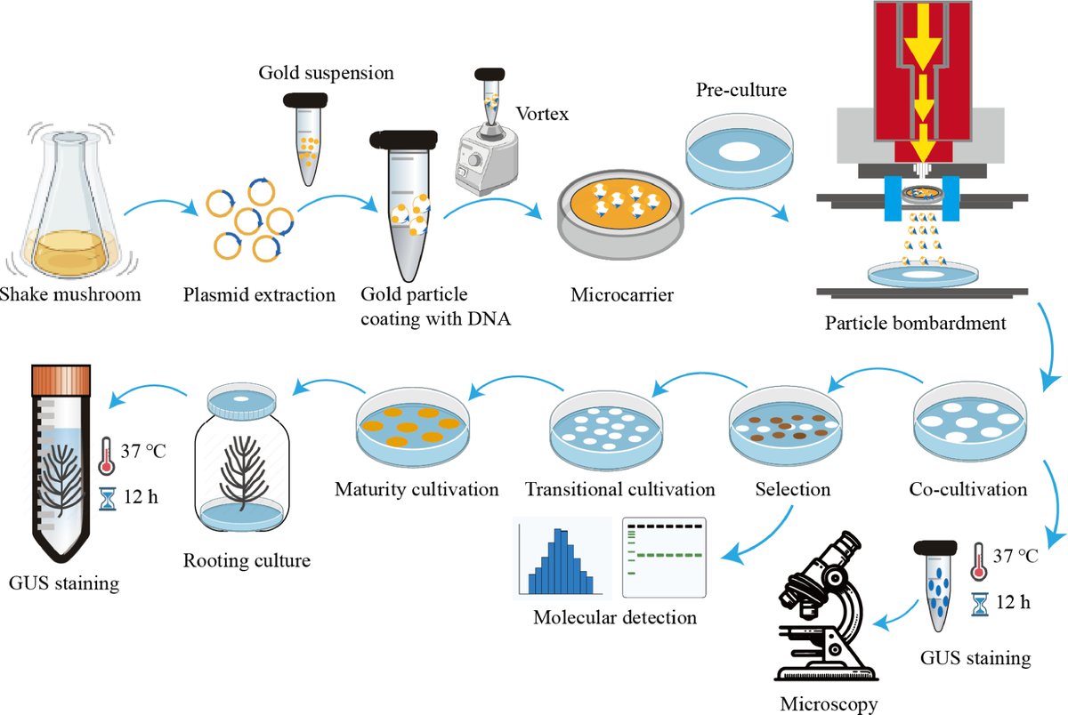ForestryRes's tweet photo. #ForestryRes #crispr #cas9 #genome #dna
Unlocking larch genome with CRISPR/Cas9-DNA-free, precise, and efficient. No more genomic integration worries! Ready for conifer revolution.
@MaximumAcademic @FrontPlantSci
Details: https://t.co/Nb87A0IRNi https://t.co/T9wEQURdh2