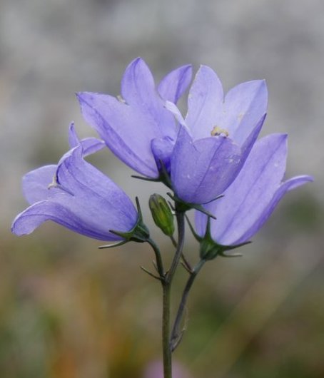 Tree_Folklore's tweet photo. Witches were once believed to transform into hares in order to escape the attentions of pitchfork wielding villagers 🔥 

A potion made from this tiny flower "The Harebell" assisted them in their transformation 🐰💜

#FolkloreSunday https://t.co/socDlppH0M