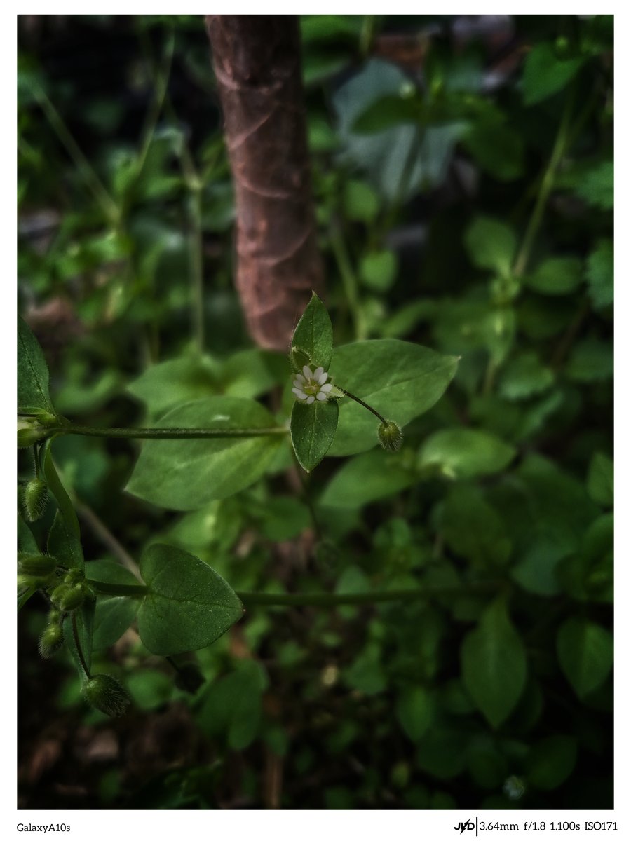 22jvd22's tweet photo. #mobilephotography
#Photography
#Photo
#Snapseed
#Inshot
#Flower
#Snail
#Rain
#Portrait
#Raw https://t.co/V78rCDwph5