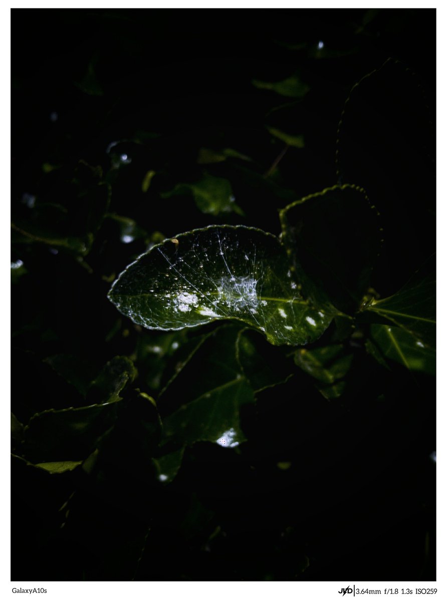 22jvd22's tweet photo. #mobilephotography
#Photography
#Photo
#Snapseed
#Inshot
#Flower
#Snail
#Rain
#Portrait
#Raw https://t.co/V78rCDwph5