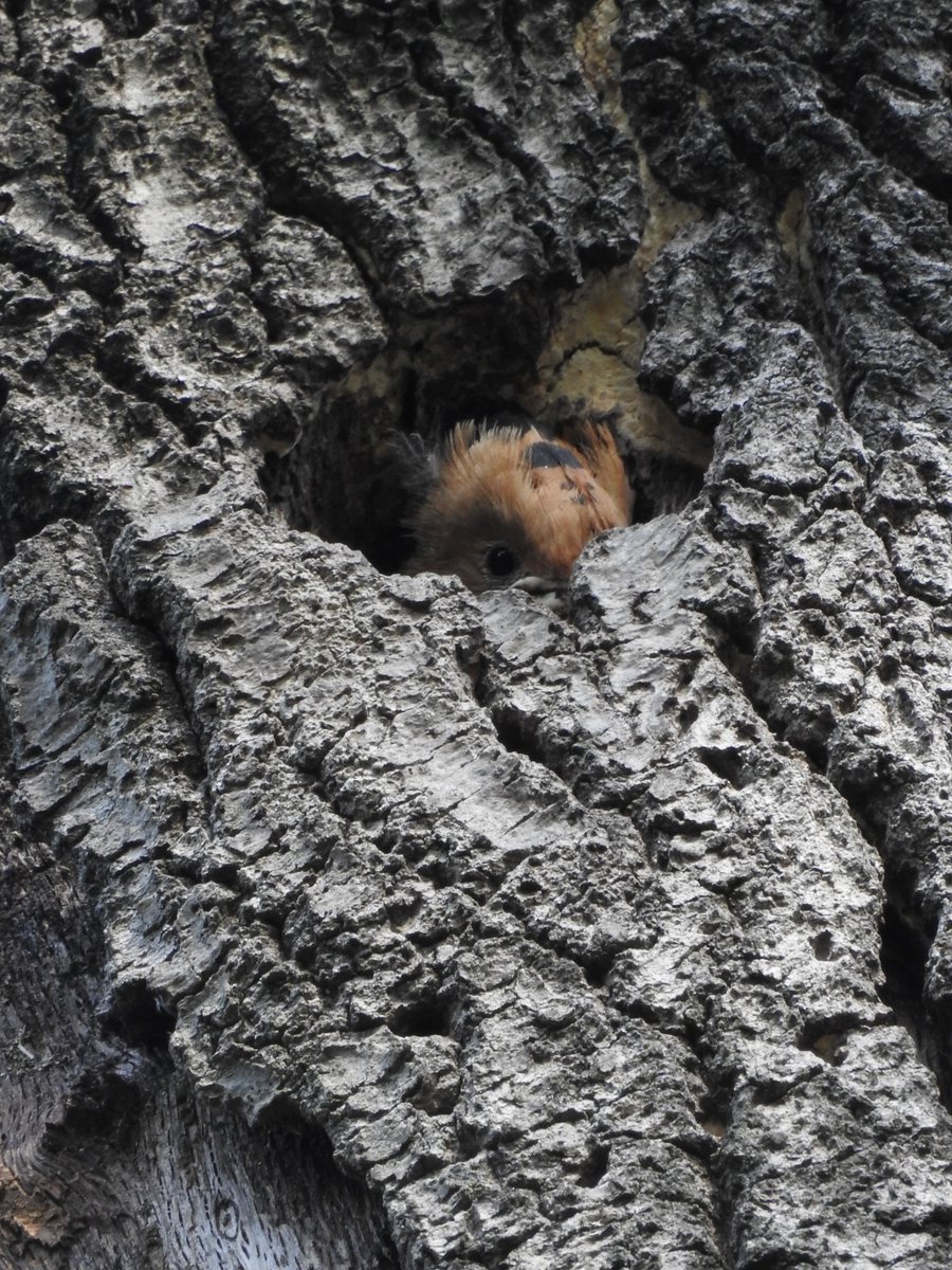 sickChris13's tweet photo. baby
#hoopoe #Hatchling #babybird #BIRDSTORY #birdnest #BirdsSeenIn2026 #birdwatching #birding #birds https://t.co/eHSCACayQN