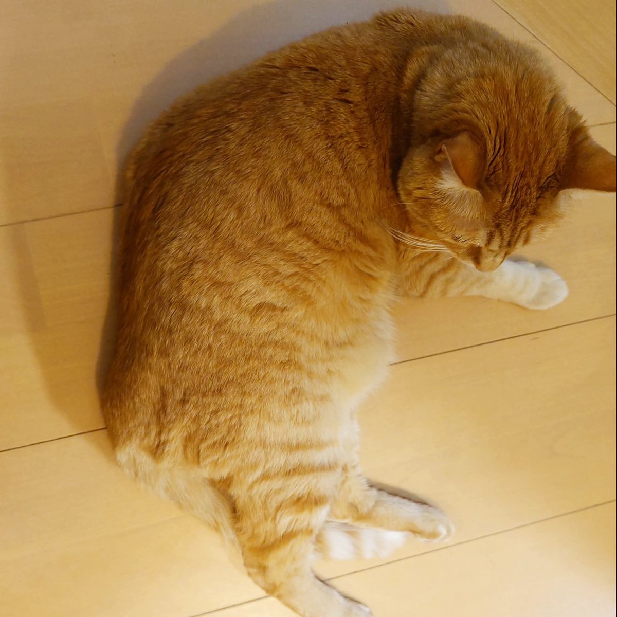 こんばんは😸くろすけちゃん ももちゃん #猫 #ネコ #ねこ #くろすけ
