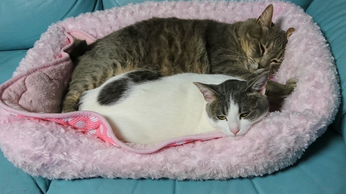 お嬢はおっきかった😆 #ねこかわいいね(*ΦωΦ*)