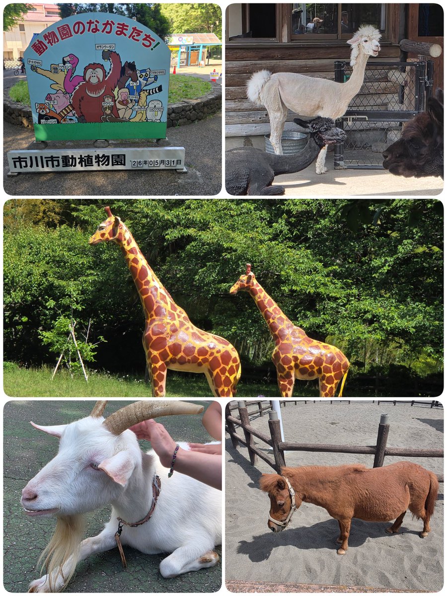 zoecchi24's tweet photo. 沢山の動物たちと自然に触れあってきました🐵🌿 https://t.co/RGIuB3qk0R