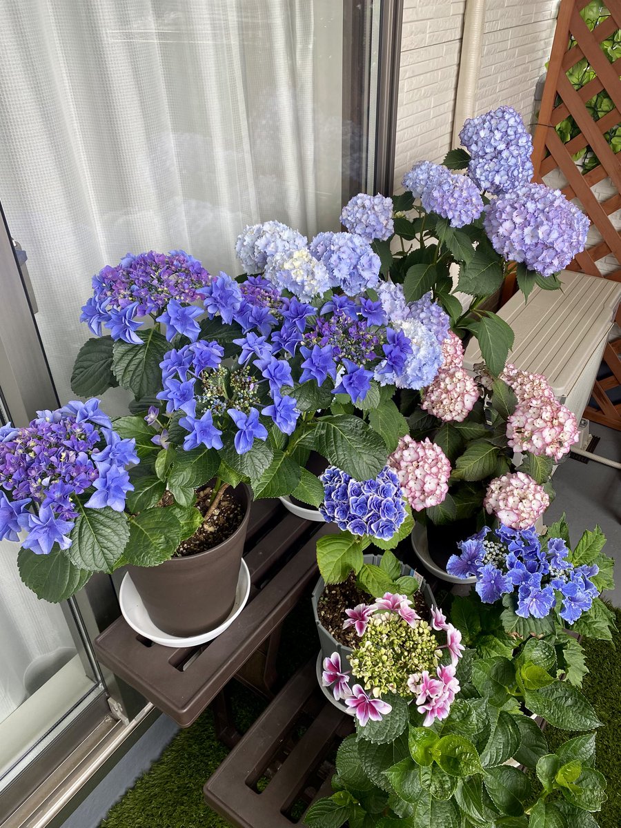 active_chaser's tweet photo. 今日のお花  アジサイ
品種によって全然違う咲き方するのが面白い🌼
地植えも3年かけて見れるレベルにはなったかな。

ひな祭り
花模様
美琴
凛
Sweet Angel
マドンナバイオレット
スターリットスカイ絢
天照太御神 https://t.co/oy2j8VhwrU
