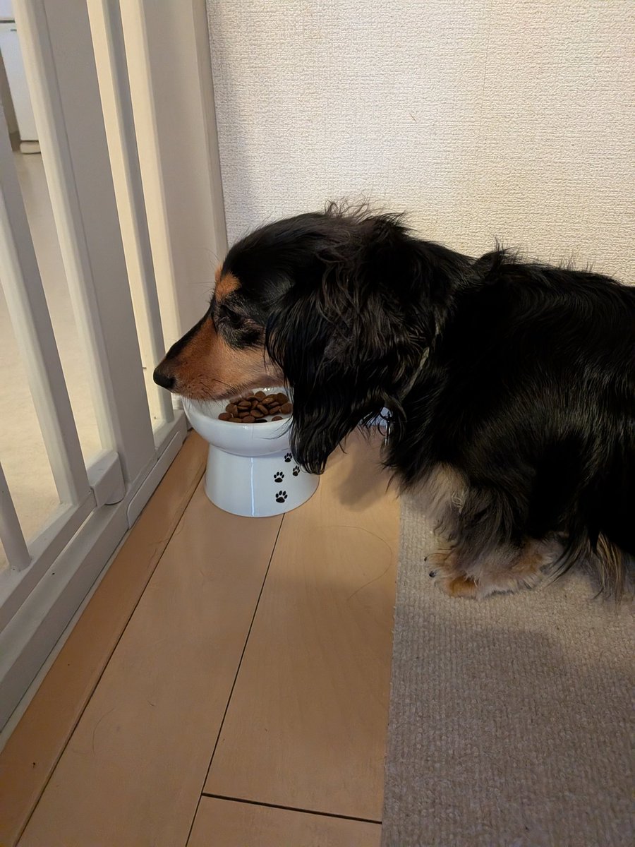 chibiandmoco's tweet photo. 母さんは嵐の配信コンサート見るので、早くご飯出されて「何なの？」と思ってるあずき https://t.co/yttkhVV7AQ