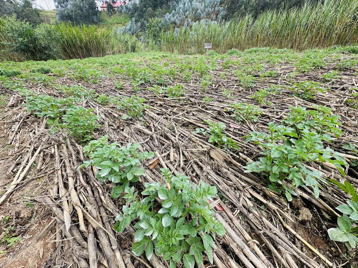 diharagirimana's tweet photo. THIS IS WHAT REGENERATIVE AGRICULTURE LOOKS LIKE 

At first glance, some farmers may look at this field and wonder:

“Why is the soil covered with crop residues instead of being clean and fully ploughed?”

The answer is simple: the soil is being protected.

What you see here is a potato field managed using Regenerative Agriculture practices. Instead of removing crop residues or leaving the soil bare, the farmer has covered the land with organic materials that act as mulch.

This natural cover plays a powerful role in restoring soil health.

It helps conserve moisture, suppress weeds, reduce soil erosion, and protect the soil from direct sunlight. As the mulch slowly decomposes, it adds organic matter and nutrients back into the soil, improving fertility naturally.

Beneath the surface, something even more important is happening. Earthworms, beneficial microorganisms, and other forms of soil life are working to improve soil structure and nutrient availability. This creates a healthier environment for crop growth and stronger root development.

The result?

✅ Healthier potato plants
✅ Better moisture retention
✅ Reduced weed pressure
✅ Lower production costs
✅ Improved soil fertility
✅ More resilient farming systems

This is the essence of Regenerative Agriculture, working with nature rather than against it.

Through the Power for Food Partnership (P4FP), farmers are being encouraged to adopt practices such as mulching, minimum tillage, crop rotation, compost use, and renewable energy solutions like solar-powered irrigation. Together, these approaches help farmers restore their soils, increase productivity, and build resilience to climate change.

The lesson from this field is clear:

A healthy harvest begins with healthy soil. And sometimes, the best way to grow more is to cover the soil, protect it, and allow nature to do its work.

The Power for Food Partnership is led by @SNVRwanda , and implemented by key partners:

@RccdnRwanda | @kilimoEAC | @peace_pdn | @epd_rwanda | @L4dRwanda

#P4FP #RA_PURE #RegenerativeAgriculture