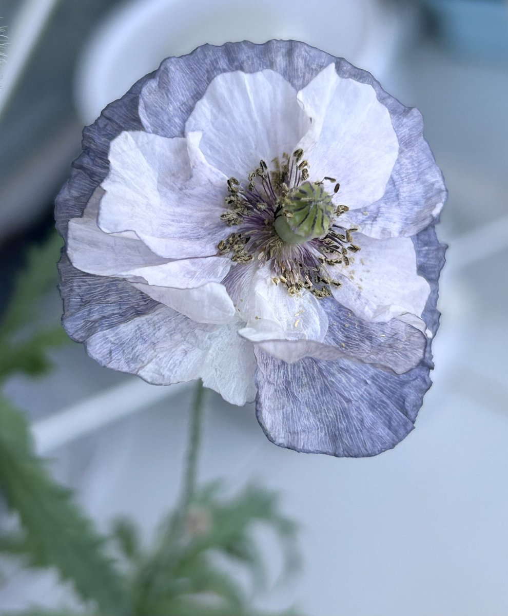 q1plants's tweet photo. 같은 어메이징 그레이도 여러버전?이 나온다. 심지어 20퍼센트의 확률로 빨간색이 나올때도 있다고(근데 난 50퍼센트의 확률당첨🥲) https://t.co/wZATsVxKmi