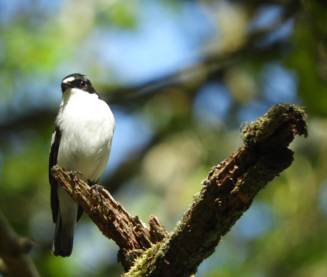 AlisonRaby3's tweet photo. Pied flycatchers from Peak District yesterday https://t.co/wC6MF3xBAQ
