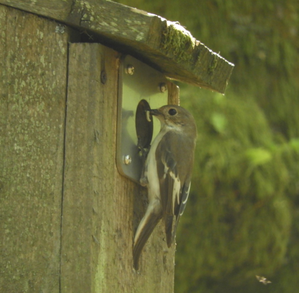 AlisonRaby3's tweet photo. Pied flycatchers from Peak District yesterday https://t.co/wC6MF3xBAQ
