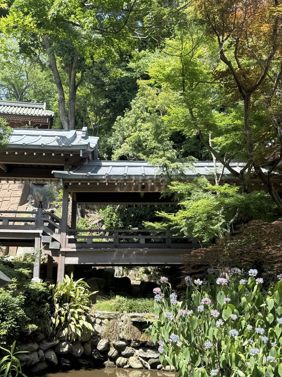 _1129chan_'s tweet photo. 深大寺の紫陽花咲き始めてた https://t.co/Iz2wRY3z92