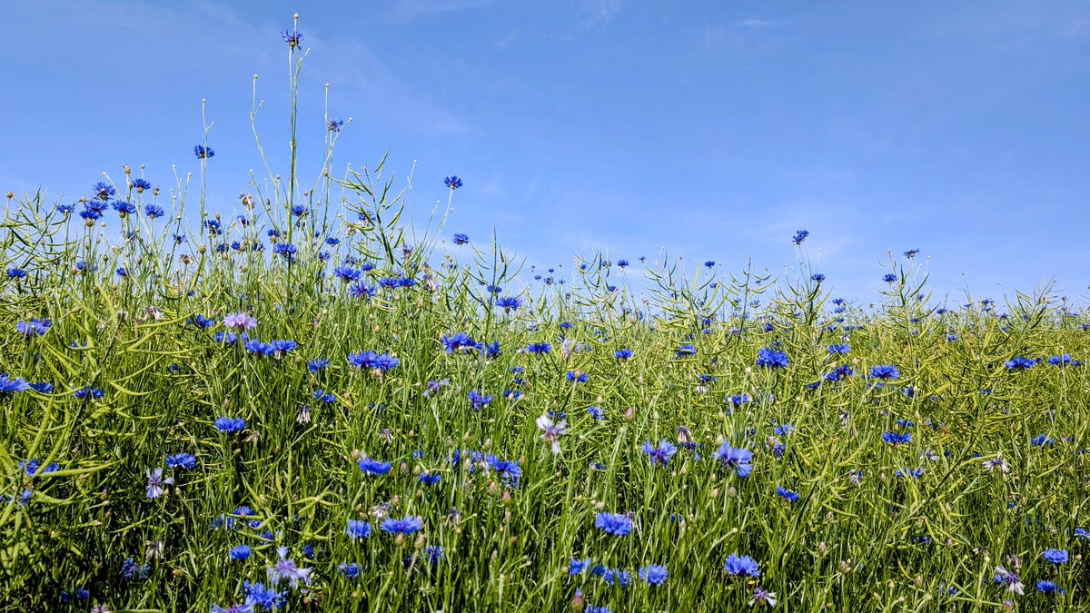 Gartenglueck2's tweet photo. Schöner Wegesrand, Kornblumen im Raps 🚴🏽‍♀️ https://t.co/CDPWTlr2IY