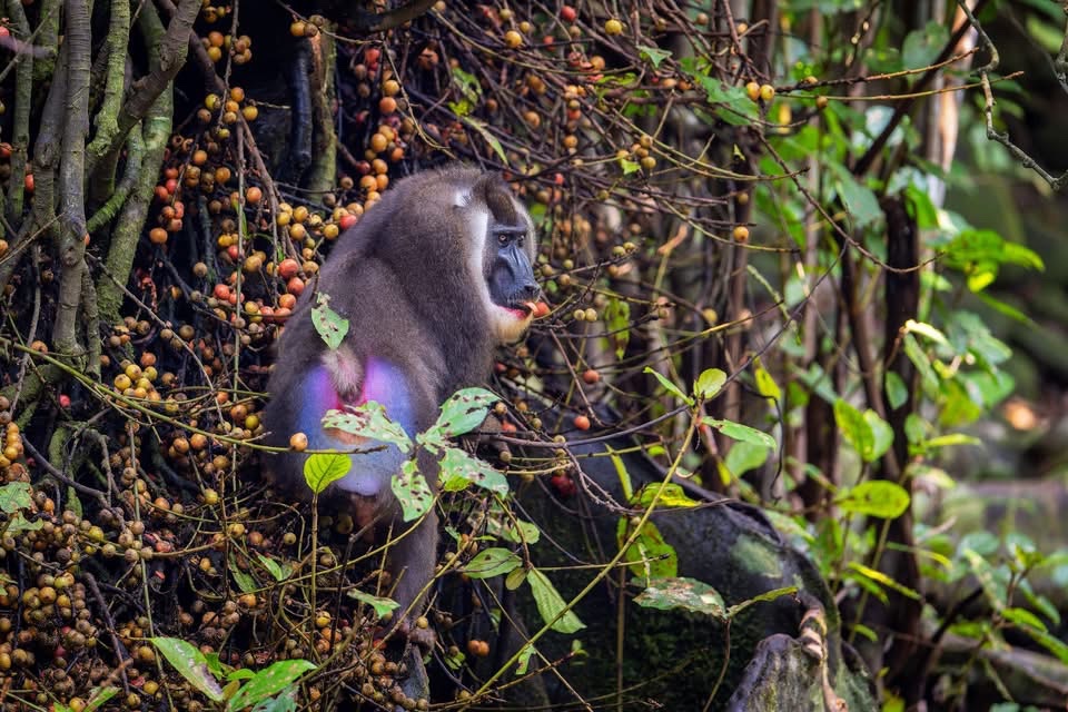 ObjektivCT's tweet photo. Jeden z nejdivočejších koutů západní Afriky - jih ostrova Bioko. Tady žije jeden z nejvzácnějších primátů Afriky – dril. Mohutná opice příbuzná paviánům, méně známá než její blízký příbuzný mandril. Patří k nejméně prozkoumaným primátům světa. Foto: Lukáš Zeman, Lucie Zemanová https://t.co/TIlLS9vjI8