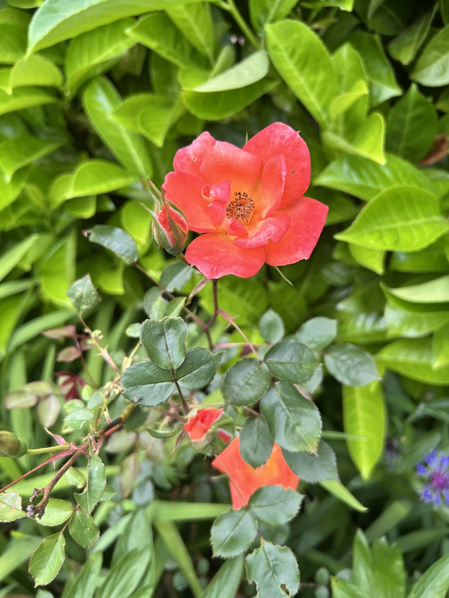 littlegreentip1's tweet photo. Bloomin marvellous roses ๐น
๐ฑ #growyourown #smallholding #homesteading #peatfree #homegrown #sustainable not #rosewednesday https://t.co/TyiQWQAUmt