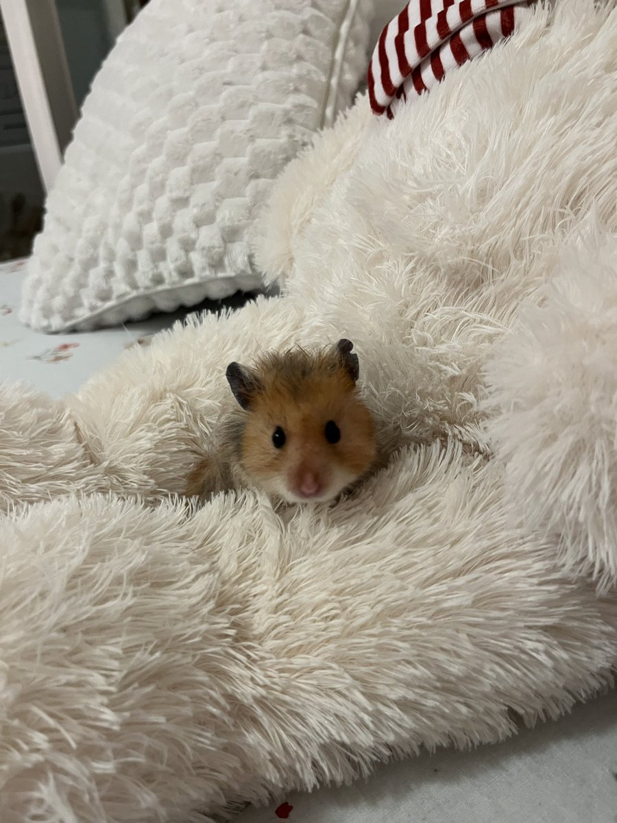constelren's tweet photo. mop the hamster https://t.co/fJ1njCausA