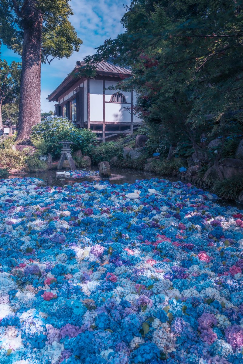 pomu_iyashi's tweet photo. 紫陽花の池が美しい https://t.co/tgBmkVkXlI